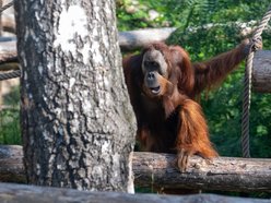 Orangutany hasają już na dworzu! Nowy wybieg dla zwierzaków w Orientarium Zoo Łódź