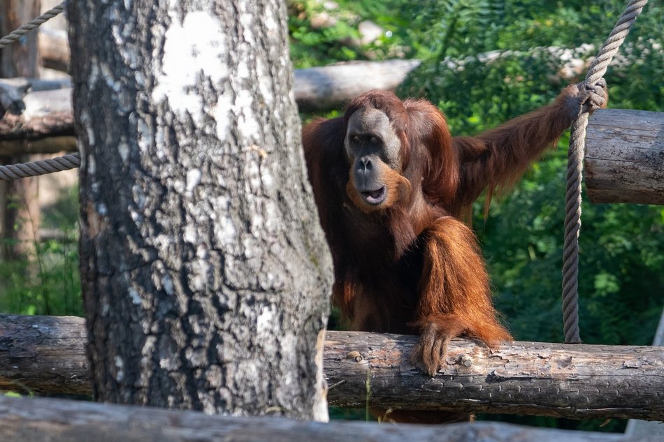 Orangutany hasają już na dworze! Nowy wybieg dla zwierzaków w Orientarium Zoo Łódź