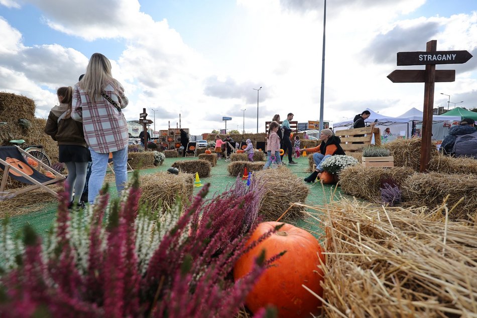 Farma Dyniowa w Pasażu Łódzkim