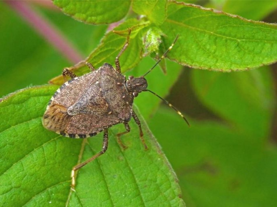 Wybierz się na spacer entomologiczny