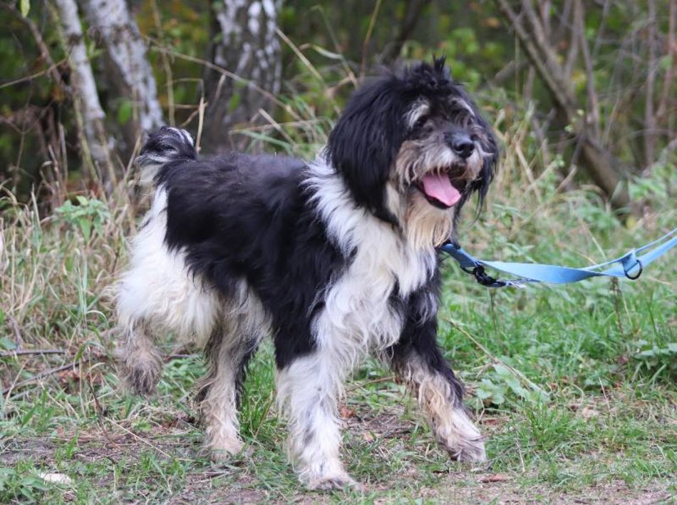 Łódź. Łaciaty ze schroniska w Łodzi to piesek po przejściach. On zasługuje na stały dom!