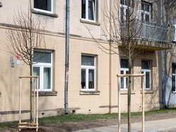 Łódź. Łódź zazieleni się na wiosnę! Zasadzono więcej drzew przy Różyckiego