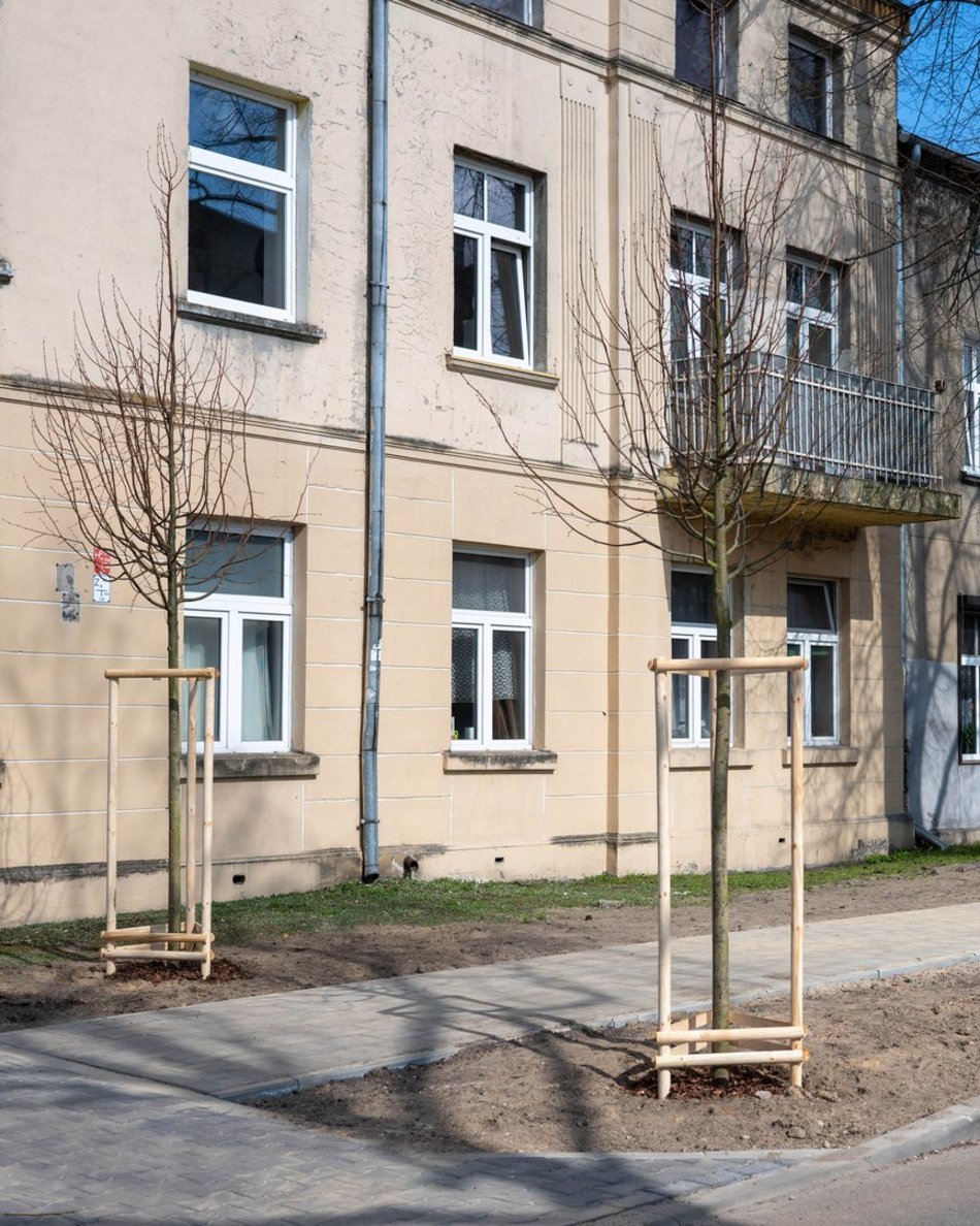 Łódź. Łódź zazieleni się na wiosnę! Zasadzono więcej drzew przy Różyckiego