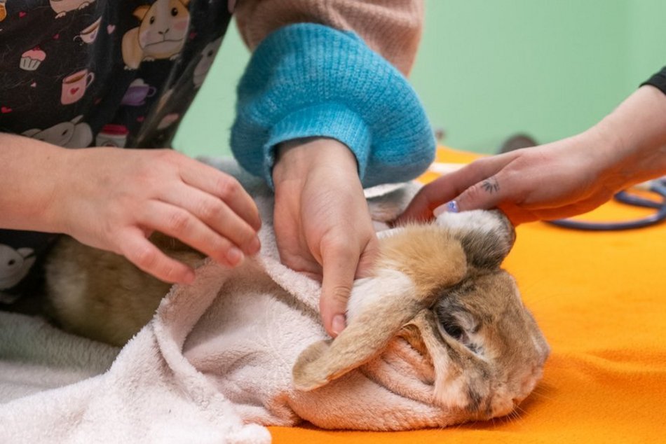 Łódź. Orientarium Zoo Łódź to nie tylko atrakcja. Tu szkolą się najlepsi weterynarze zwierząt egzotycznych