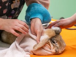 Łódź. Orientarium Zoo Łódź to nie tylko atrakcja. Tu szkolą się najlepsi weterynarze zwierząt egzotycznych