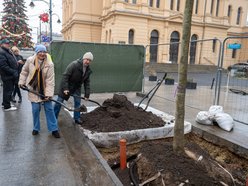 Łódź. Drzewa na Piotrkowskiej w Łodzi posadzone! Łodzianie uczestniczyli w imprezie