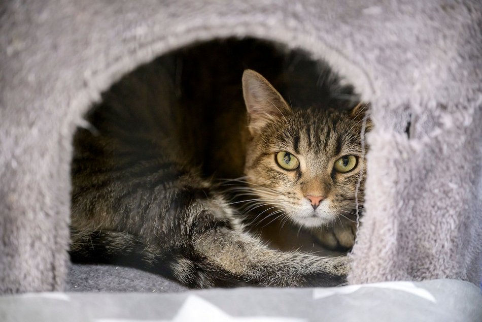 Łódź. schronisko w Łodzi