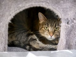 Łódź. schronisko w Łodzi