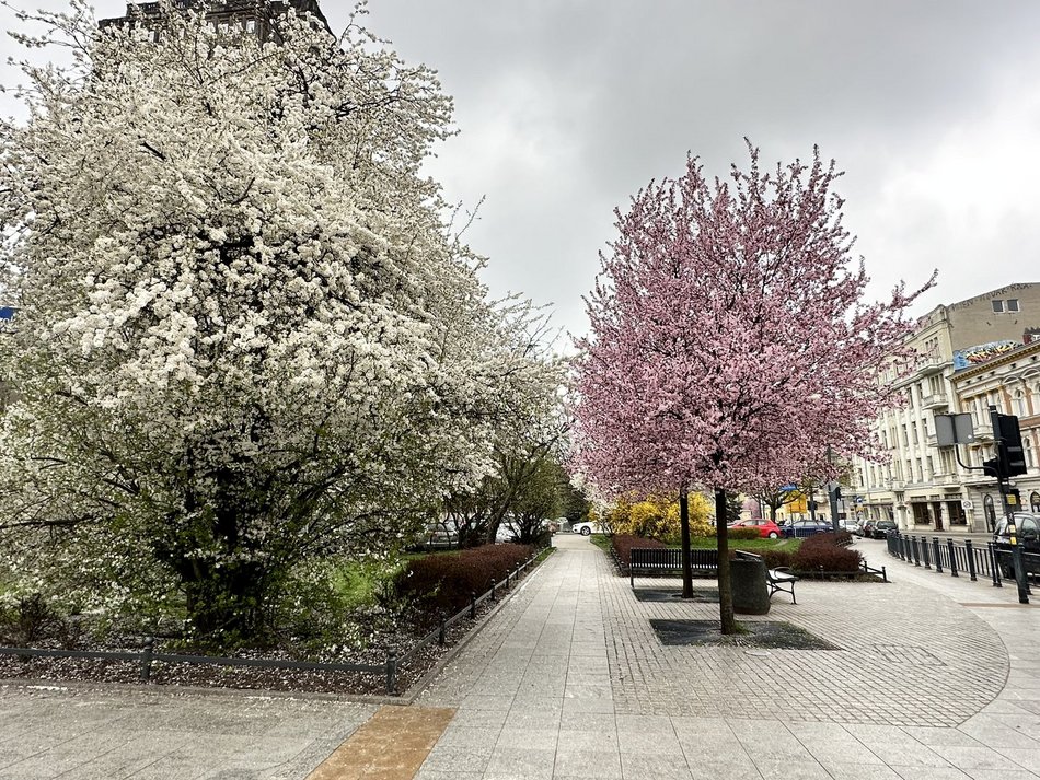 Wiosna rozgościła się w Łodzi!