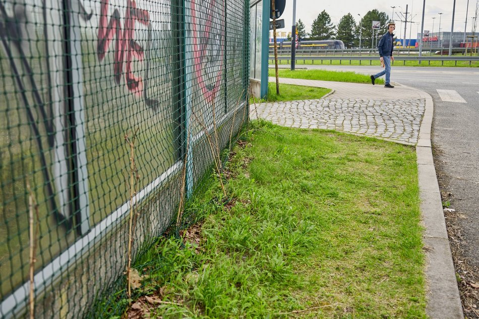 Pnącza na ekranach dźwiękochłonnych