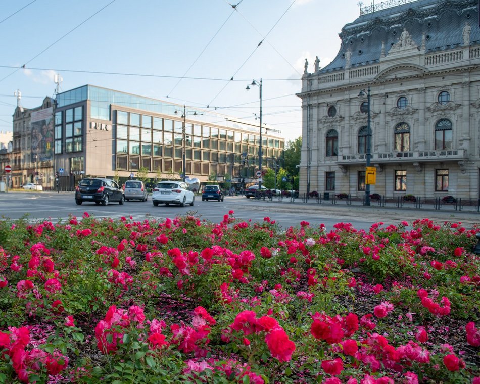 Róże na ulicach Łodzi