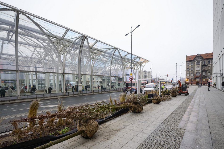 Wiśnie kanzan przy hotelu Hilton w Łodzi