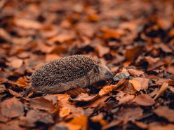 Łódź w trosce o jeże. Wiesz, jak im pomóc przetrwać jesień i zimę?