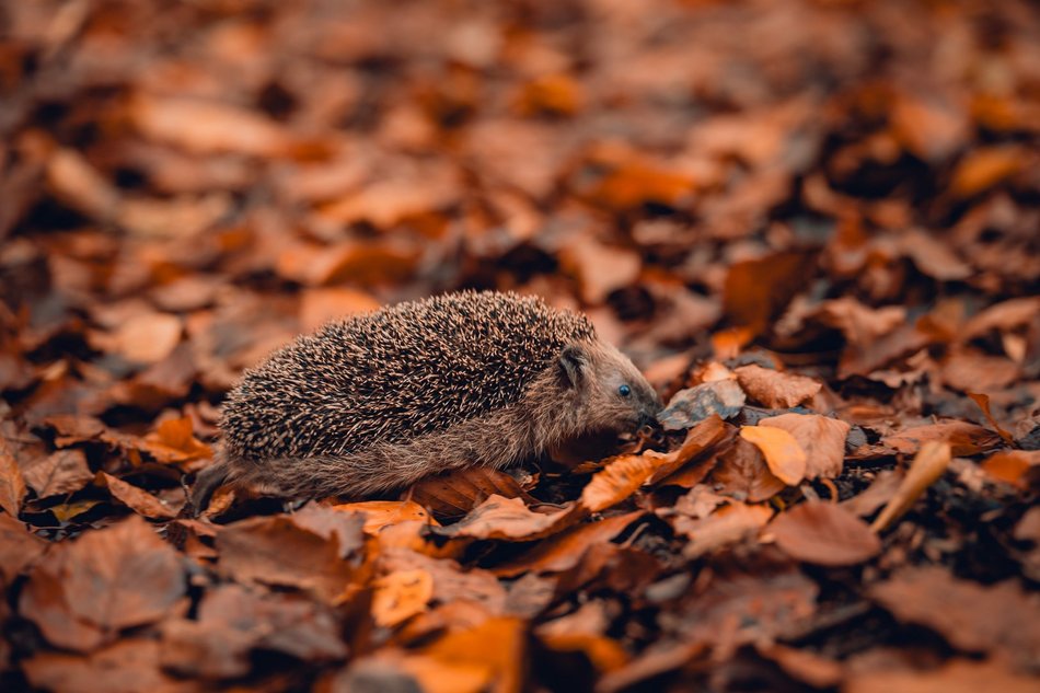 Łódź w trosce o jeże. Wiesz, jak im pomóc przetrwać jesień i zimę?