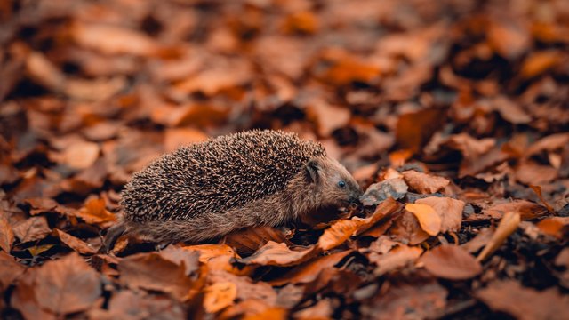 Łódź w trosce o jeże. Wiesz, jak pomóc im przetrwać jesień i zimę?