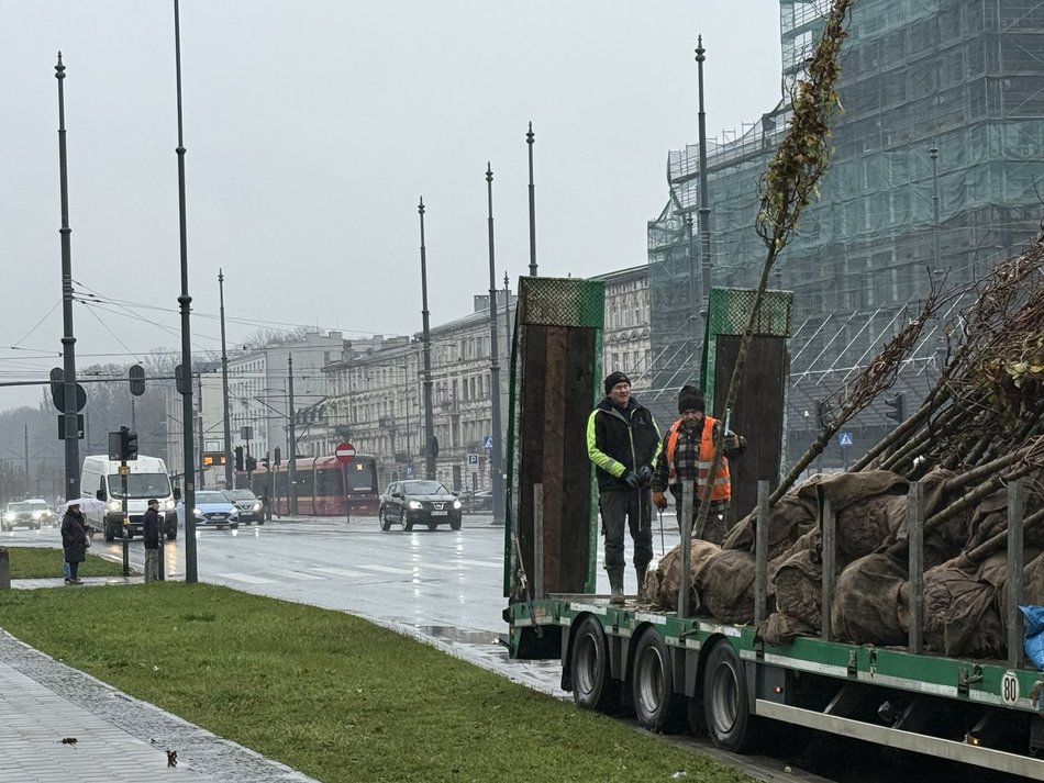 Łódź. Trasa W-Z w Łodzi pełna nowych drzew. Ruszyły pierwsze nasadzenia
