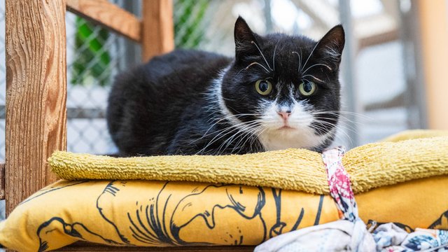 Schronisko w Łodzi zaprasza na kocie walentynki. Przyjdź, poznaj i pokochaj! [SZCZEGÓŁY]
