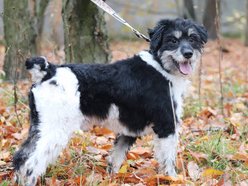 Łódź. Łaciaty ze schroniska w Łodzi to piesek po przejściach. On zasługuje na stały dom!