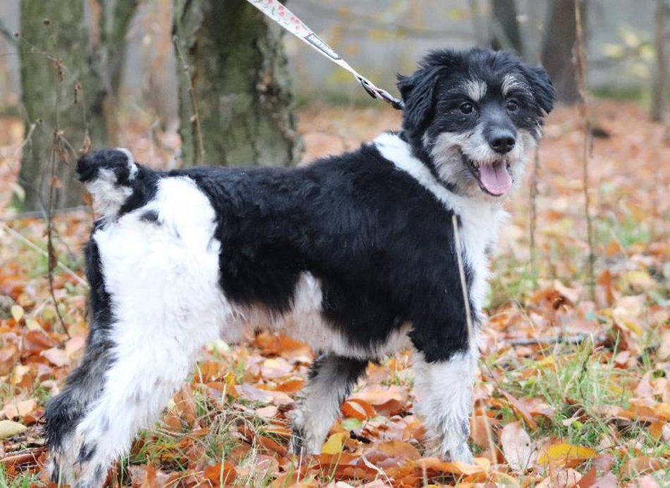 Łódź. Łaciaty ze schroniska w Łodzi to piesek po przejściach. On zasługuje na stały dom!