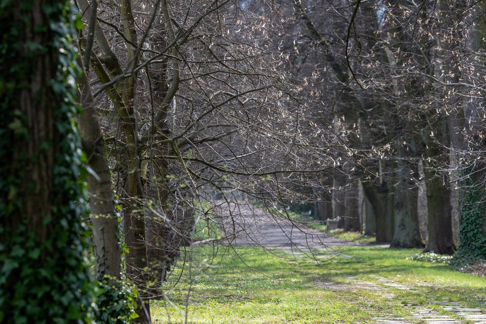 Wiosenny Ogród Botaniczny w Łodzi. Spacer wśród budzącej się do życia przyrody