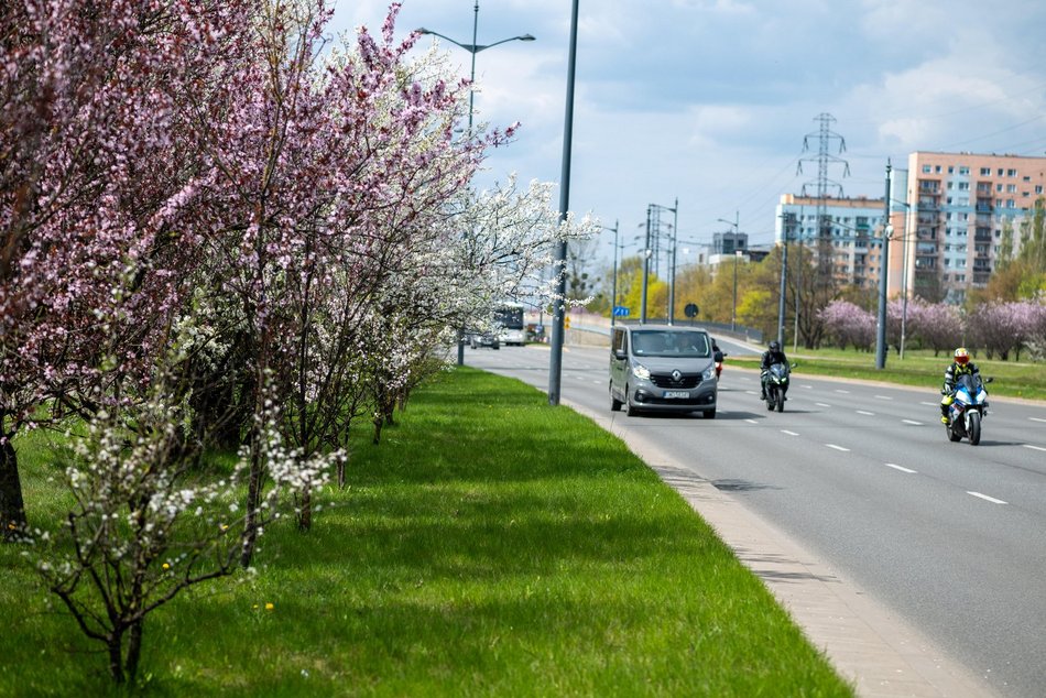 Łódź. Biało-różowy zawrót głowy na Rokicińskiej w Łodzi. Kwitnąca przyroda wygląda, jak z bajki!