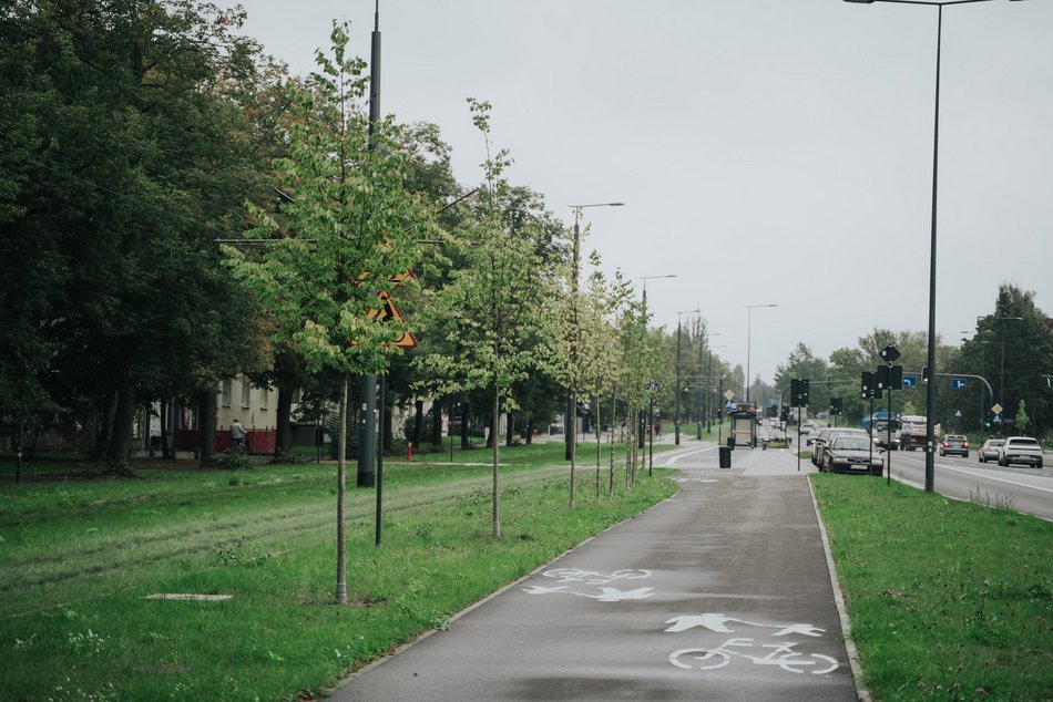 Łódź. Kilkaset nowych drzew przy Wojska Polskiego w Łodzi. Ulica zmienia się w zielony trakt
