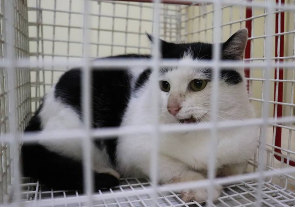 Łódź. Adoptuj odpowiedzialnie! Pomóż kociakom ze schroniska w Łodzi znaleźć nowe domy