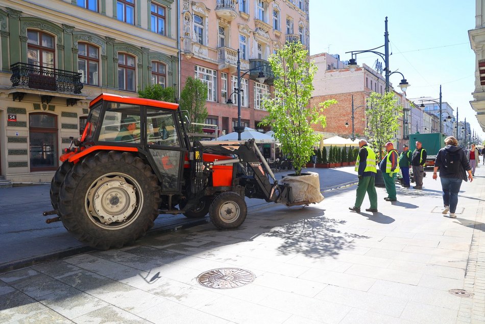 Nowe drzewa przy Zielonej w Łodzi. Zobacz, jak stawiali wielkie donice