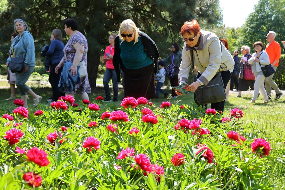 Ogród Botaniczny w Łodzi. Kwitnące rośliny