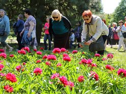 Ogród Botaniczny w Łodzi. Kwitnące rośliny