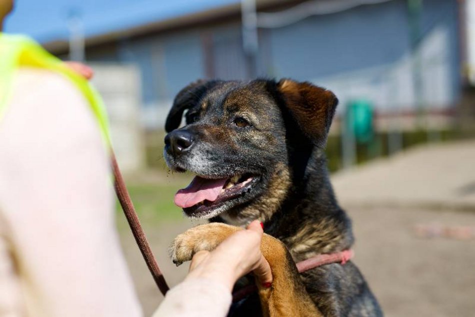 Skubi czeka w schronisku w Łodzi na dobrych właścicieli. Może to ty?