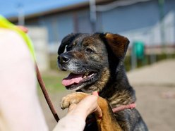 Skubi czeka w schronisku w Łodzi na dobrych właścicieli. Może to ty?