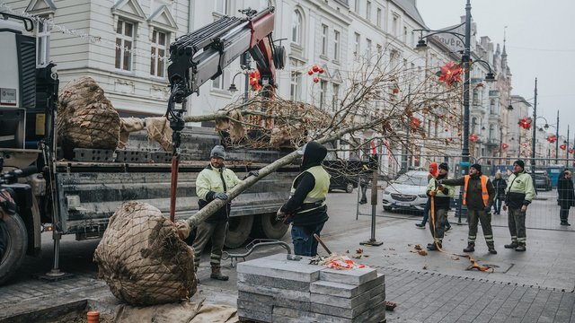 Zielona metamorfoza Piotrkowskiej! Sadzą juz nowe drzewa na najsłynniejszej ulicy w Łodzi [ZDJĘCIA]