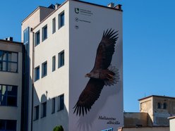 Nowy mural bielik w centrum Łodzi