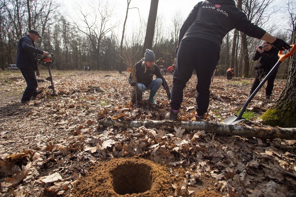 Drzewa posadzono w Lesie Łagiewnickim