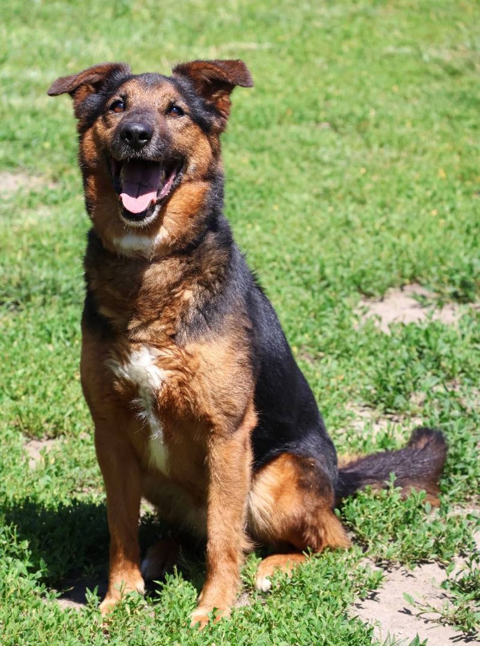 Łódź. Alek ze schroniska w Łodzi ma za sobą nieudane adopcje. Podaruj mu dom na stałe!