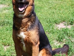 Łódź. Alek ze schroniska w Łodzi ma za sobą nieudane adopcje. Podaruj mu dom na stałe!