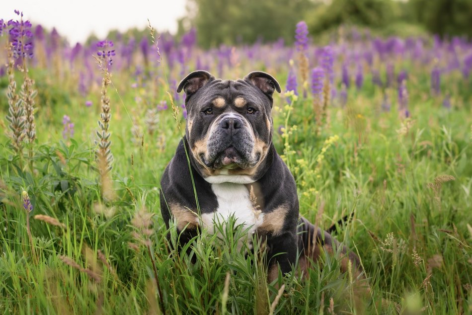 Łódź. Stowarzyszenie „Amstaffy Niczyje” z Łodzi zwalcza stereotypy. Siła i łagodność mogą iść w parze!