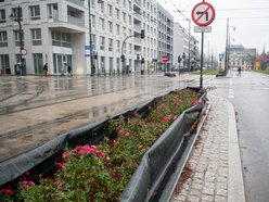 Chronimy rośliny na zimę w Łodzi. Zobacz, co pomoże im przetrwać