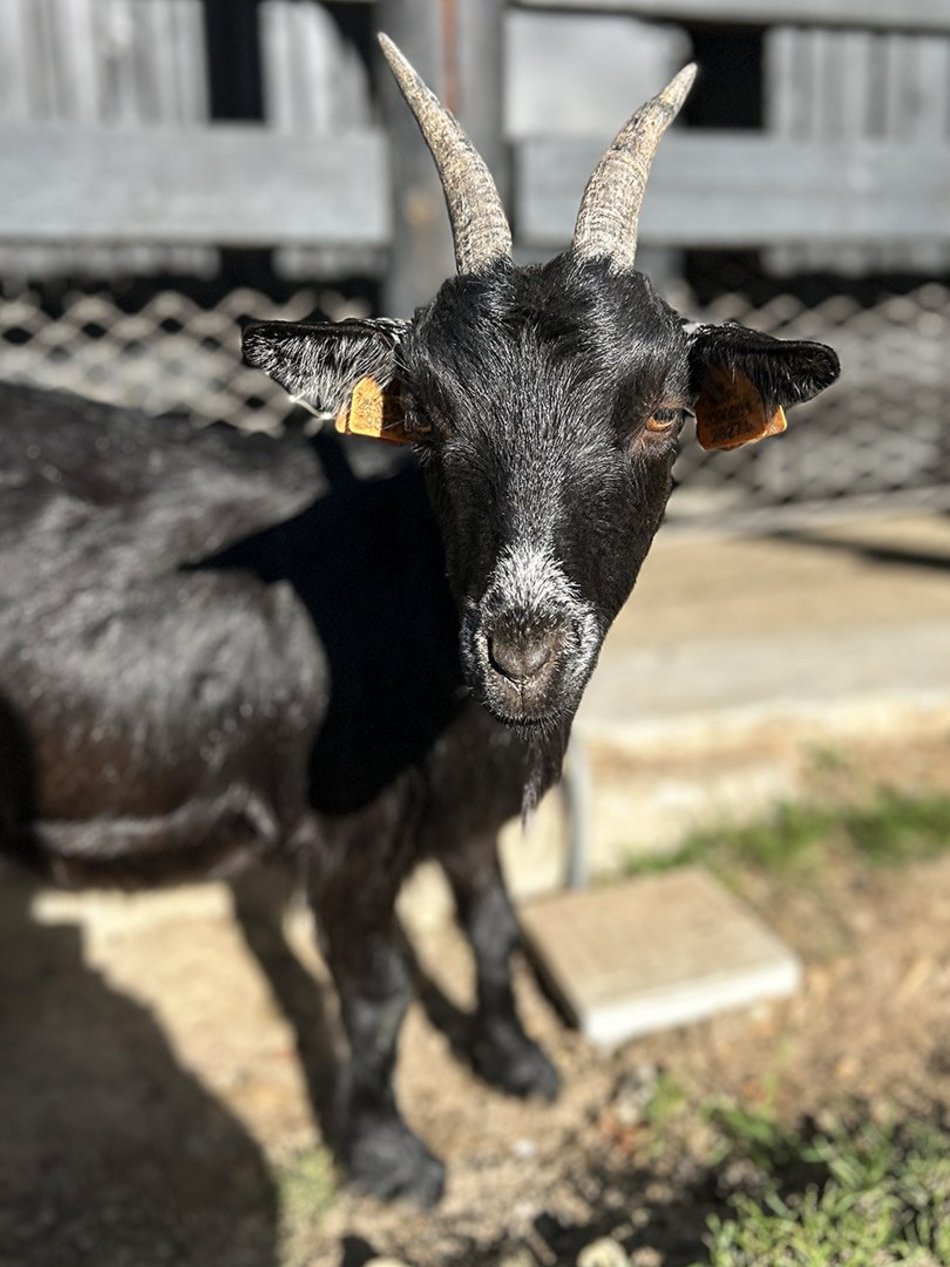 Łódź. Koziołek karłowaty