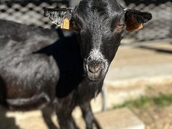 Łódź. Koziołek karłowaty