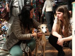 Łódź. Psi Targ w Manufakturze w Łodzi. Każdy miłośnik czworonogów znajdzie tu coś dla siebie