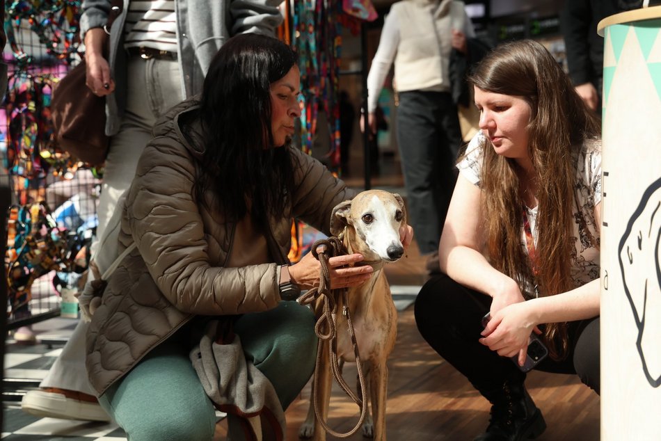 Łódź. Psi Targ w Manufakturze w Łodzi. Każdy miłośnik czworonogów znajdzie tu coś dla siebie