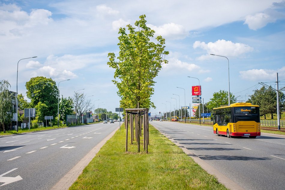 Łódź. Nowe drzewa przy Pabianickiej. Podróż do Portu Łódź to teraz sama przyjemność