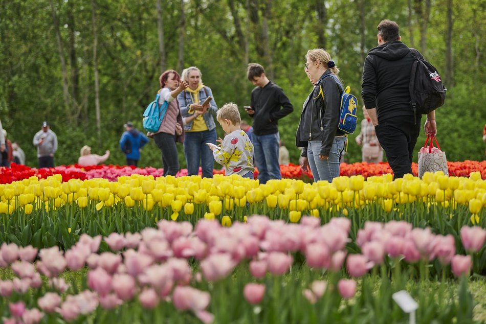 Kwitnące tulipany w Ogrodzie Botanicznym w Łodzi