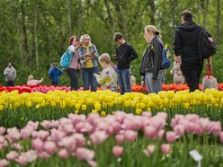 Kwitnące tulipany w Ogrodzie Botanicznym w Łodzi