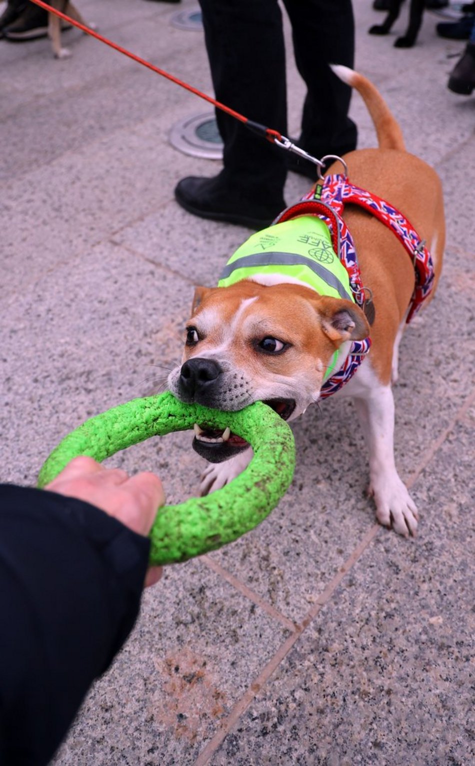 Parada Kundelków w Łodzi