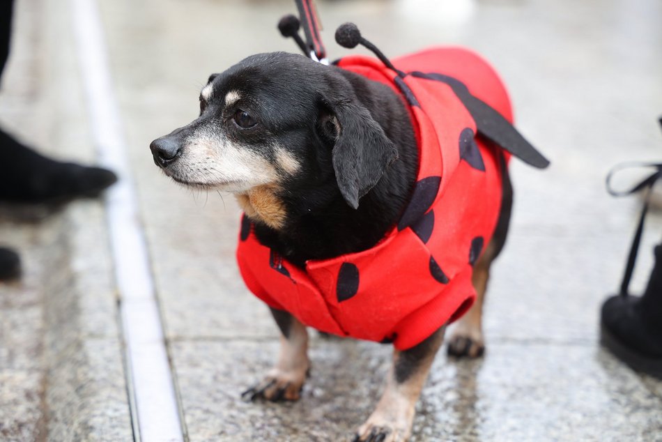 Parada Kundelków w Łodzi