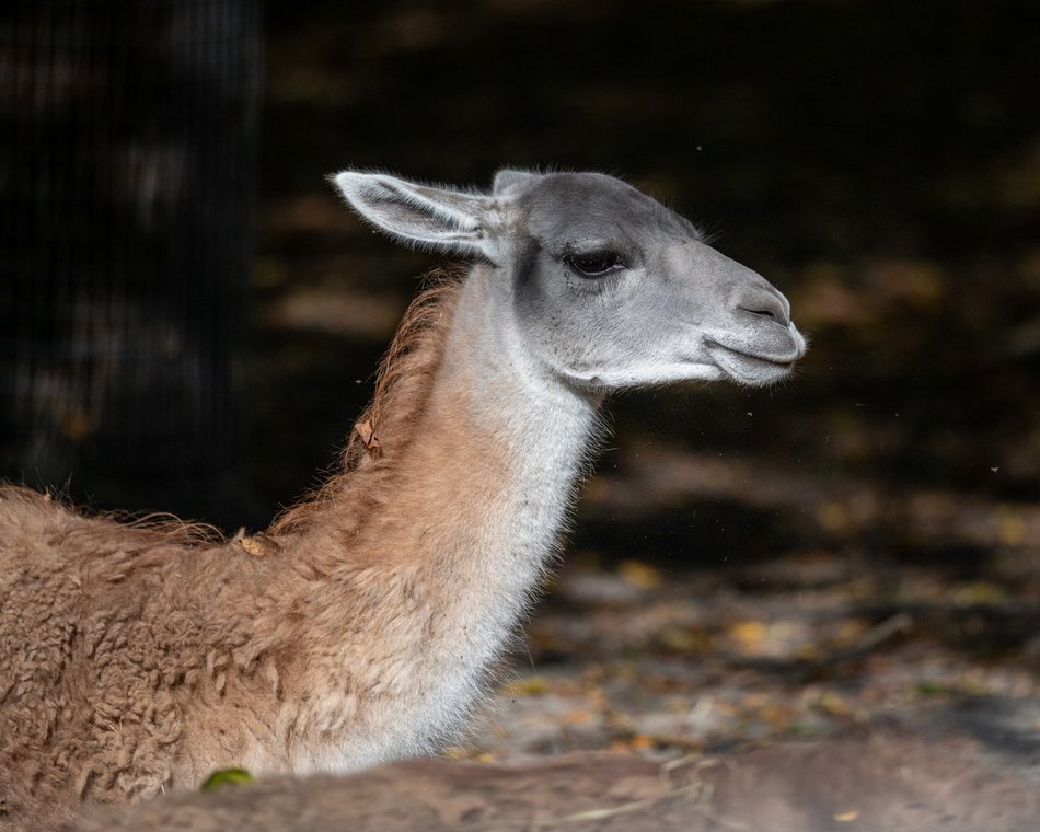 Zwierzęta - Orientarium Zoo Łódź