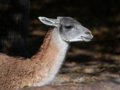 Zwierzęta - Orientarium Zoo Łódź